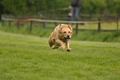 Jederhundrennen / Bild 39 von 143 / 01.05.2015 14:55 / DSC_1929.JPG