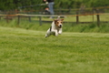 Jederhundrennen / Bild 58 von 143 / 01.05.2015 15:05 / DSC_2017.JPG