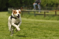 Jederhundrennen / Bild 70 von 143 / 01.05.2015 15:09 / DSC_2051.JPG