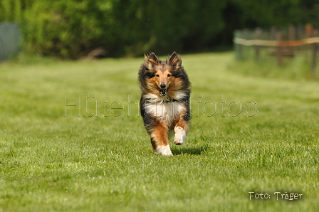 Jederhundrennen / Bild 75 von 143 / 01.05.2015 15:11 / DSC_2074.JPG