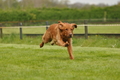 Jederhundrennen / Bild 106 von 143 / 01.05.2015 15:25 / DSC_2200.JPG