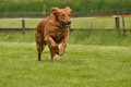 Jederhundrennen / Bild 107 von 143 / 01.05.2015 15:25 / DSC_2201.JPG