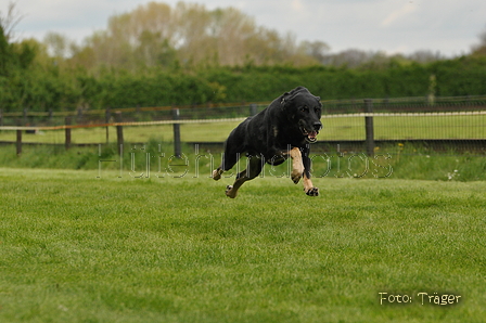 Jederhundrennen / Bild 117 von 143 / 01.05.2015 15:28 / DSC_2229.JPG