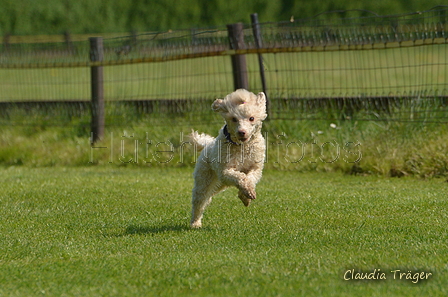 Jederhundrennen / Bild 20 von 488 / 01.05.2016 10:51 / DSC_8053.JPG