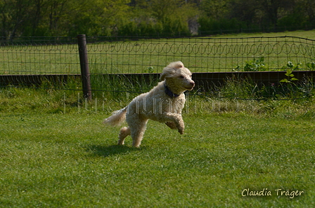 Jederhundrennen / Bild 21 von 488 / 01.05.2016 10:51 / DSC_8055.JPG