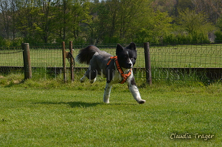 Jederhundrennen / Bild 50 von 488 / 01.05.2016 11:10 / DSC_8209.JPG