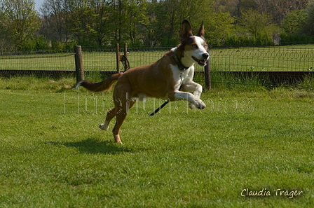 Jederhundrennen / Bild 54 von 488 / 01.05.2016 11:12 / DSC_8235.JPG