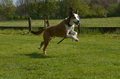 Jederhundrennen / Bild 54 von 488 / 01.05.2016 11:12 / DSC_8235.JPG