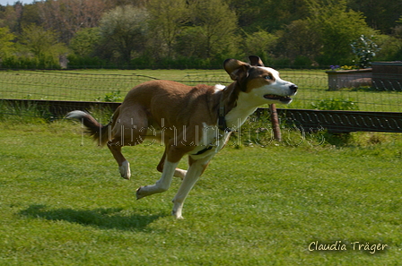 Jederhundrennen / Bild 55 von 488 / 01.05.2016 11:12 / DSC_8236.JPG