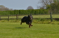 Jederhundrennen / Bild 58 von 488 / 01.05.2016 11:14 / DSC_8264.JPG