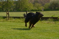 Jederhundrennen / Bild 59 von 488 / 01.05.2016 11:14 / DSC_8268.JPG