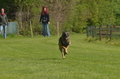 Jederhundrennen / Bild 60 von 488 / 01.05.2016 11:15 / DSC_8277.JPG