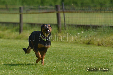 Jederhundrennen / Bild 69 von 488 / 01.05.2016 11:20 / DSC_8333.JPG