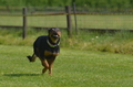 Jederhundrennen / Bild 69 von 488 / 01.05.2016 11:20 / DSC_8333.JPG