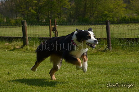 Jederhundrennen / Bild 75 von 488 / 01.05.2016 11:21 / DSC_8363.JPG