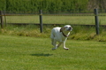 Jederhundrennen / Bild 80 von 488 / 01.05.2016 11:24 / DSC_8387.JPG