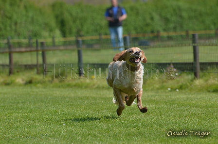 Jederhundrennen / Bild 85 von 488 / 01.05.2016 11:26 / DSC_8413.JPG