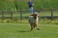 Jederhundrennen / Bild 85 von 488 / 01.05.2016 11:26 / DSC_8413.JPG