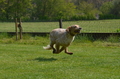 Jederhundrennen / Bild 86 von 488 / 01.05.2016 11:26 / DSC_8416.JPG