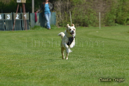 Jederhundrennen / Bild 92 von 488 / 01.05.2016 11:29 / DSC_8450.JPG