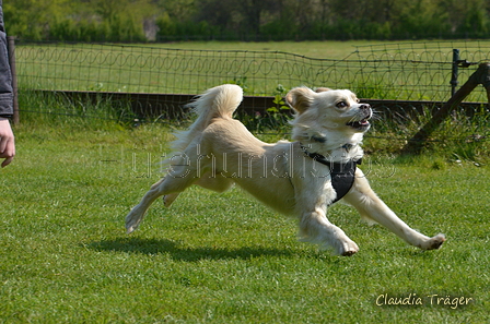 Jederhundrennen / Bild 95 von 488 / 01.05.2016 11:29 / DSC_8456.JPG