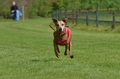 Jederhundrennen / Bild 97 von 488 / 01.05.2016 11:30 / DSC_8468.JPG