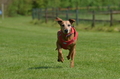 Jederhundrennen / Bild 99 von 488 / 01.05.2016 11:30 / DSC_8470.JPG