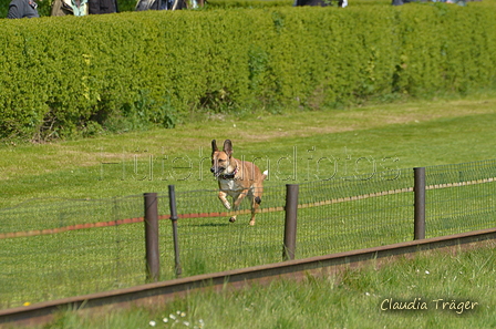 Jederhundrennen / Bild 101 von 488 / 01.05.2016 11:35 / DSC_8482.JPG