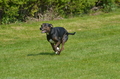 Jederhundrennen / Bild 103 von 488 / 01.05.2016 11:36 / DSC_8493.JPG