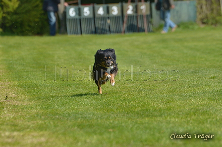 Jederhundrennen / Bild 104 von 488 / 01.05.2016 11:37 / DSC_8495.JPG