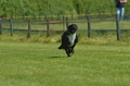 Jederhundrennen / Bild 110 von 488 / 01.05.2016 11:40 / DSC_8515.JPG