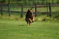 Jederhundrennen / Bild 113 von 488 / 01.05.2016 11:40 / DSC_9045.JPG