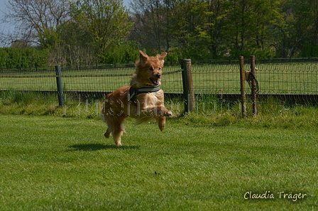 Jederhundrennen / Bild 115 von 488 / 01.05.2016 11:43 / DSC_8531.JPG