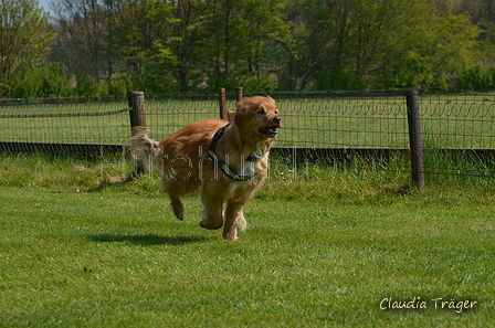 Jederhundrennen / Bild 116 von 488 / 01.05.2016 11:43 / DSC_8532.JPG