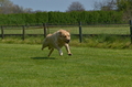 Jederhundrennen / Bild 117 von 488 / 01.05.2016 11:44 / DSC_8538.JPG