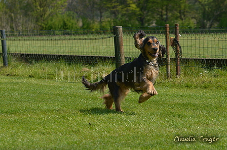 Jederhundrennen / Bild 120 von 488 / 01.05.2016 11:45 / DSC_8551.JPG