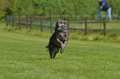 Jederhundrennen / Bild 121 von 488 / 01.05.2016 11:46 / DSC_8555.JPG