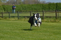 Jederhundrennen / Bild 123 von 488 / 01.05.2016 11:47 / DSC_8566.JPG