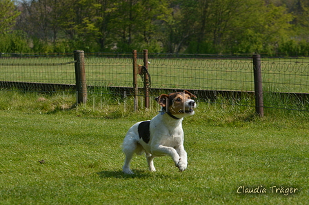 Jederhundrennen / Bild 127 von 488 / 01.05.2016 11:49 / DSC_8599.JPG