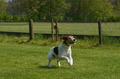 Jederhundrennen / Bild 127 von 488 / 01.05.2016 11:49 / DSC_8599.JPG