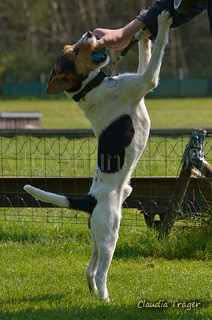 Jederhundrennen / Bild 129 von 488 / 01.05.2016 11:49 / DSC_8623.JPG