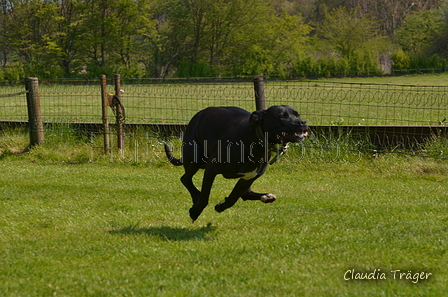 Jederhundrennen / Bild 130 von 488 / 01.05.2016 11:50 / DSC_8631.JPG