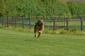 Jederhundrennen / Bild 133 von 488 / 01.05.2016 11:53 / DSC_8658.JPG