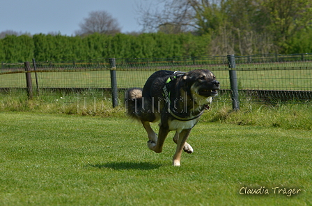 Jederhundrennen / Bild 138 von 488 / 01.05.2016 11:55 / DSC_8673.JPG