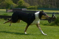 Jederhundrennen / Bild 151 von 488 / 01.05.2016 11:59 / DSC_8738.JPG