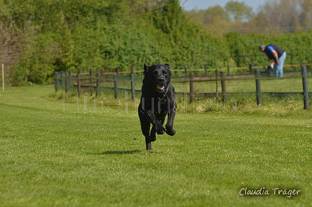 Jederhundrennen / Bild 152 von 488 / 01.05.2016 12:00 / DSC_8746.JPG