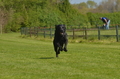 Jederhundrennen / Bild 152 von 488 / 01.05.2016 12:00 / DSC_8746.JPG