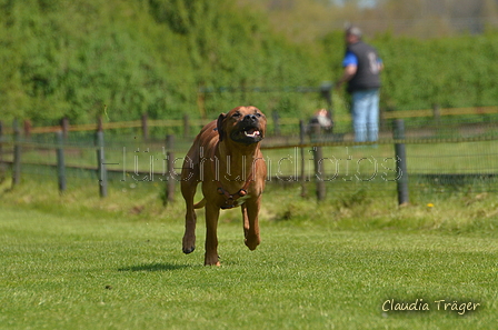 Jederhundrennen / Bild 161 von 488 / 01.05.2016 12:03 / DSC_8783.JPG