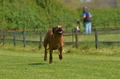 Jederhundrennen / Bild 161 von 488 / 01.05.2016 12:03 / DSC_8783.JPG