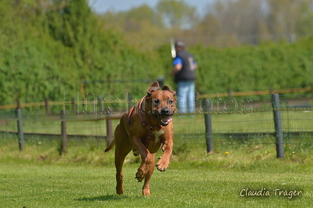 Jederhundrennen / Bild 162 von 488 / 01.05.2016 12:03 / DSC_8784.JPG